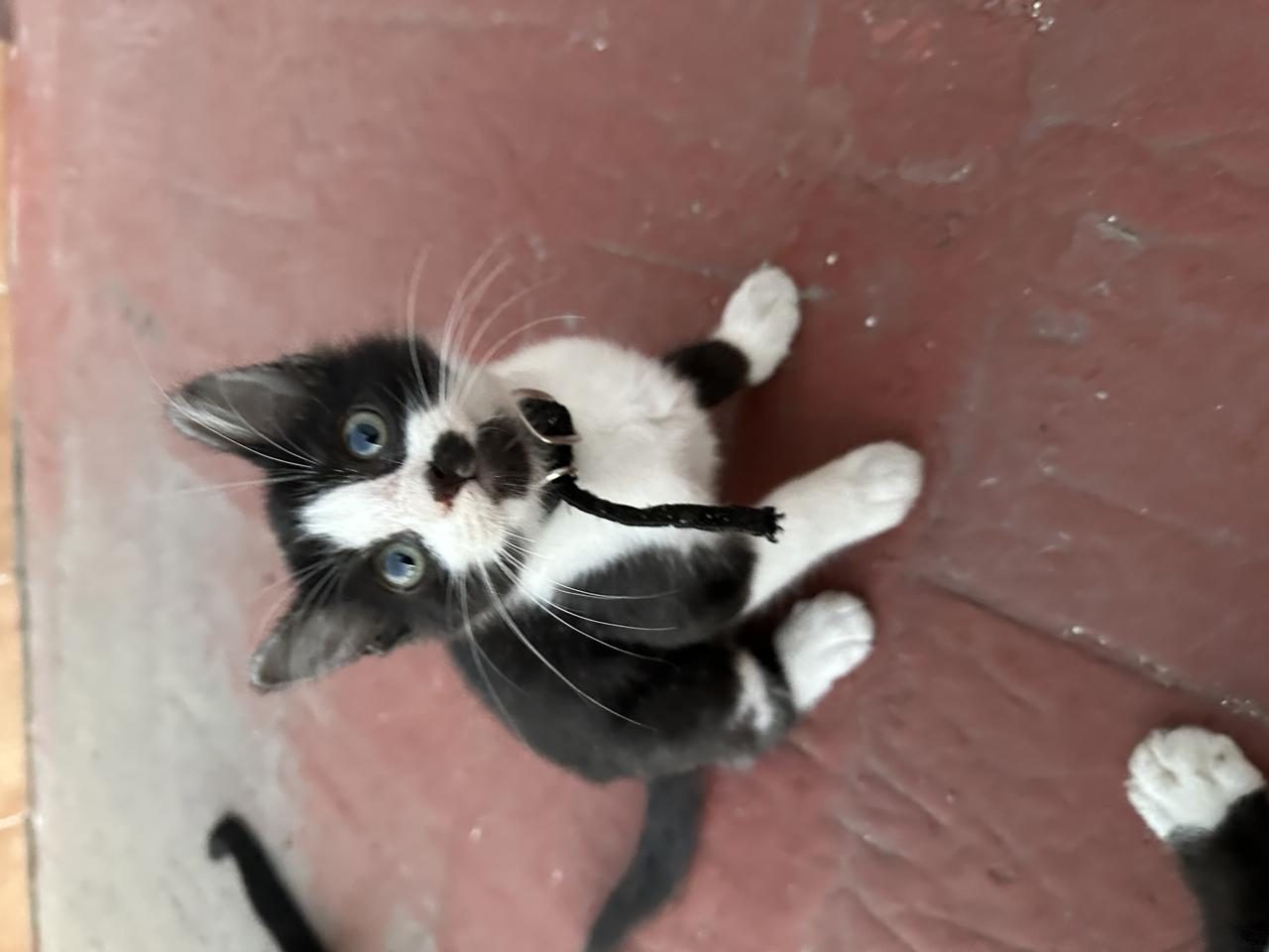 Gato NIKE en adopción