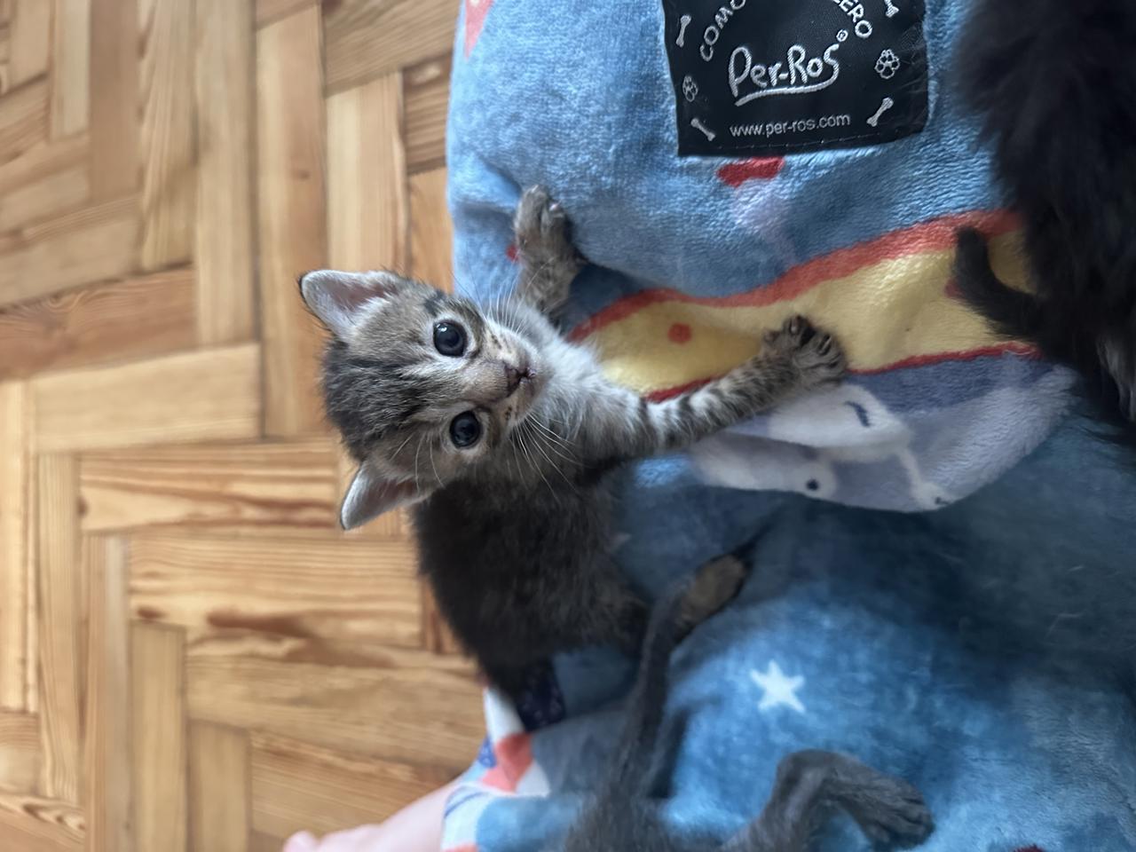 Gato KIRI  en adopción