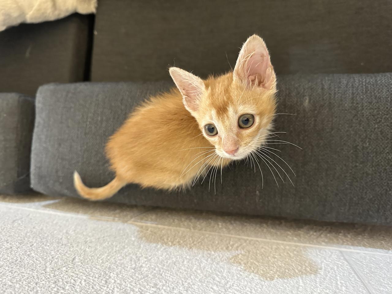 Gato Kinoto en adopción