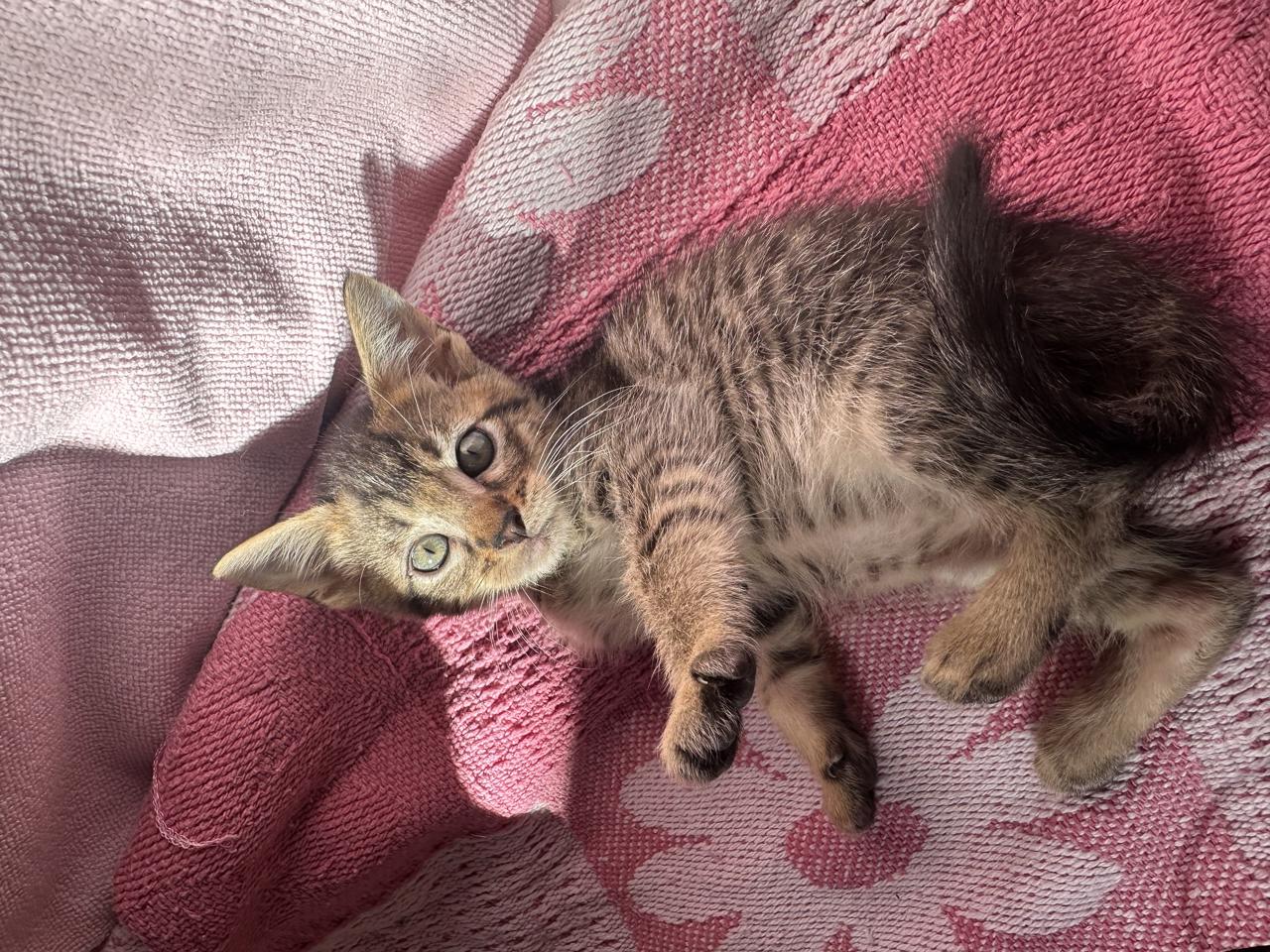 Gato Pimienta  en adopción