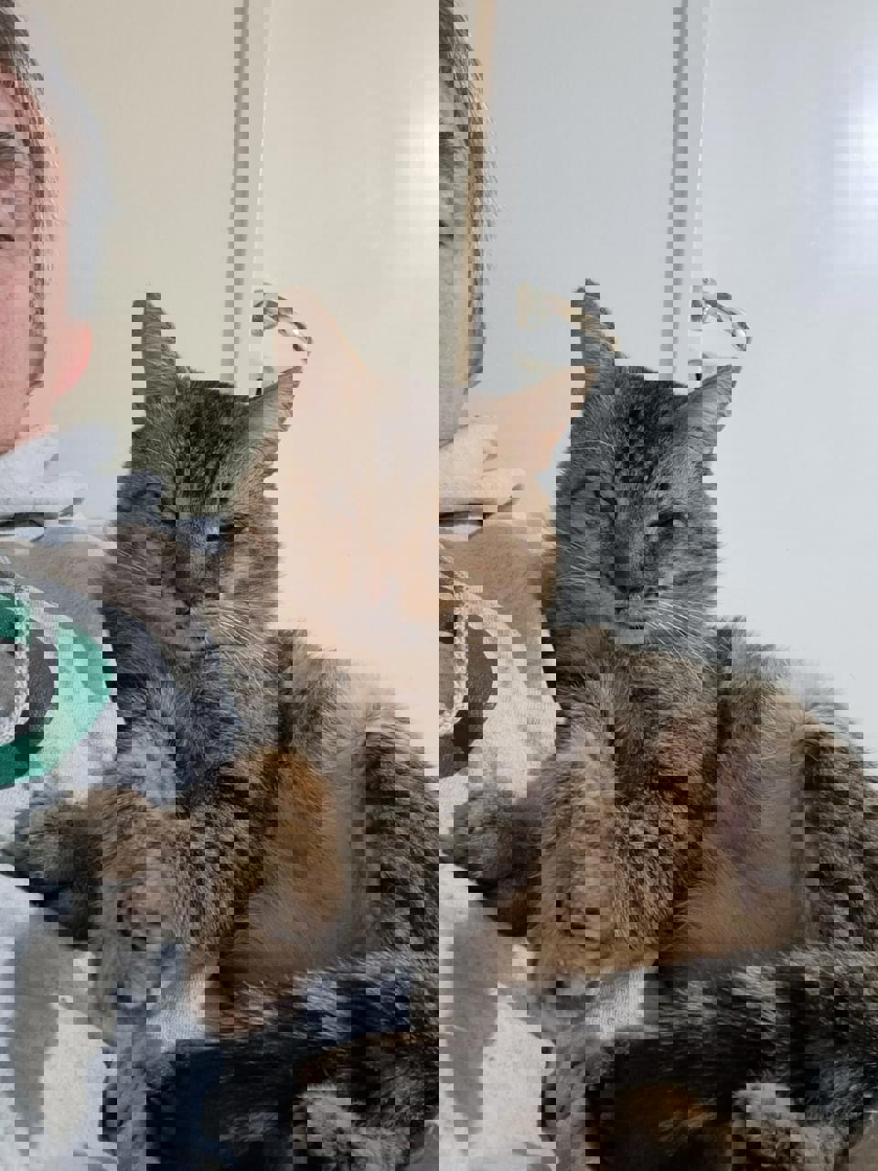 Gato TIGRE en adopción
