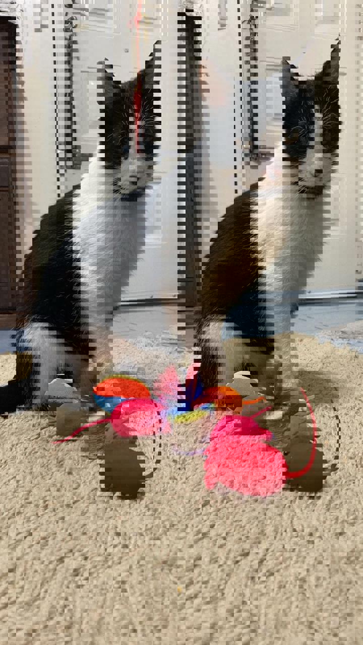 Gato SONRISA en adopción