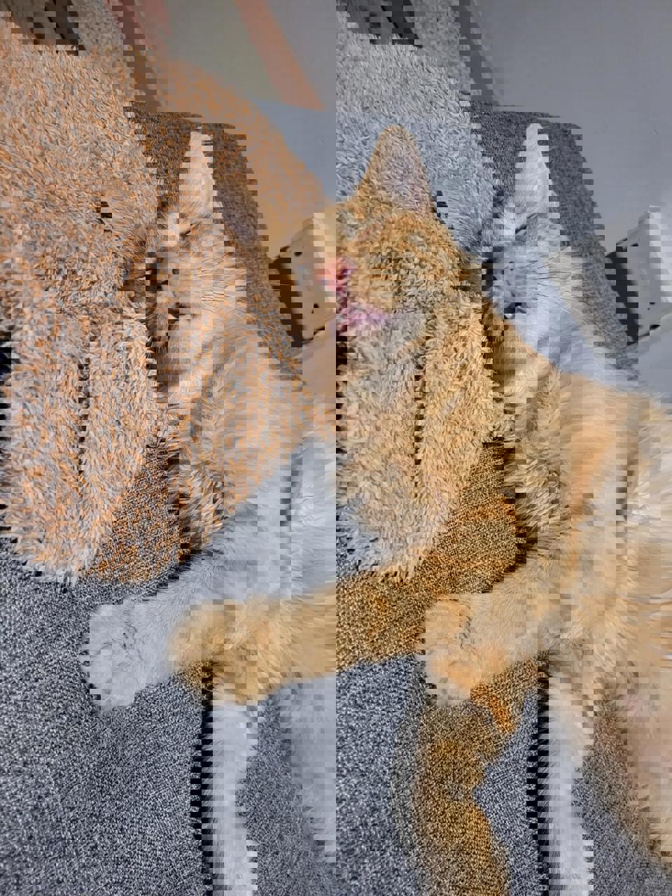 Gato CURRY en adopción