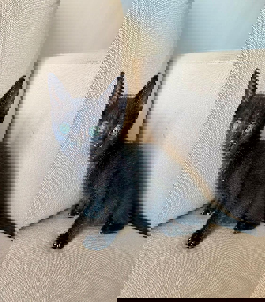 Gato DAENERYS en adopción