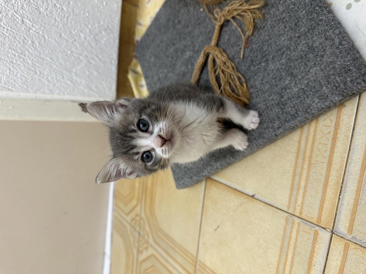 Gato Vecna  en adopción