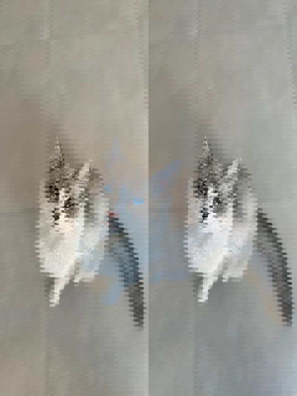 Gato TRUENO en adopción