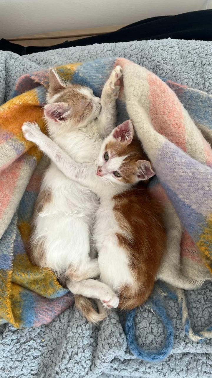 Gato LIMA Y LIMÓN  en adopción