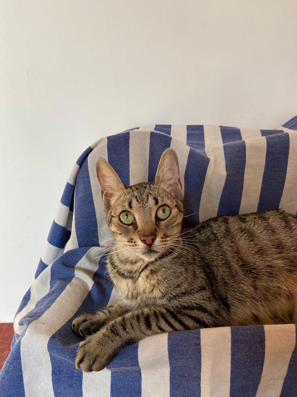 Gato Freya en adopción