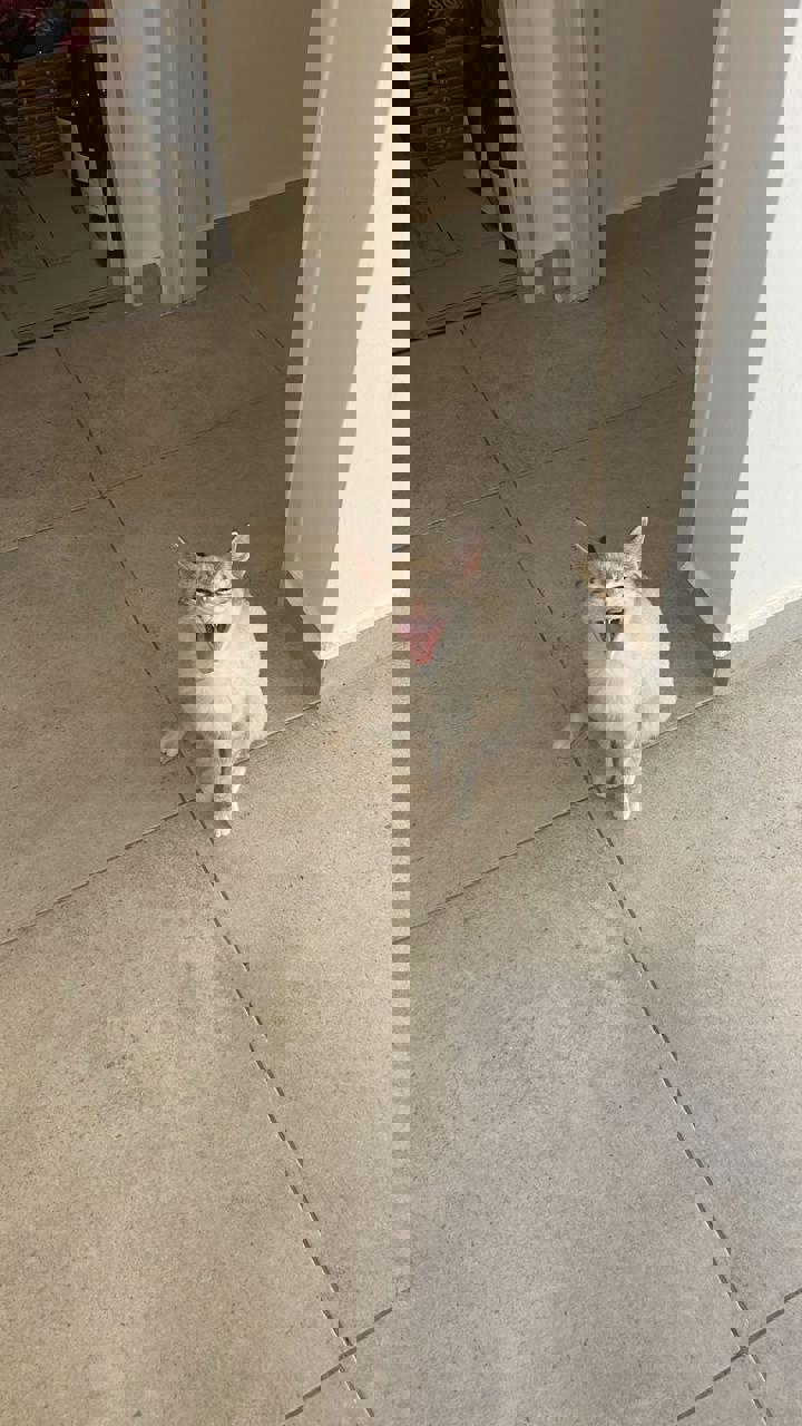Gato Fito en adopción