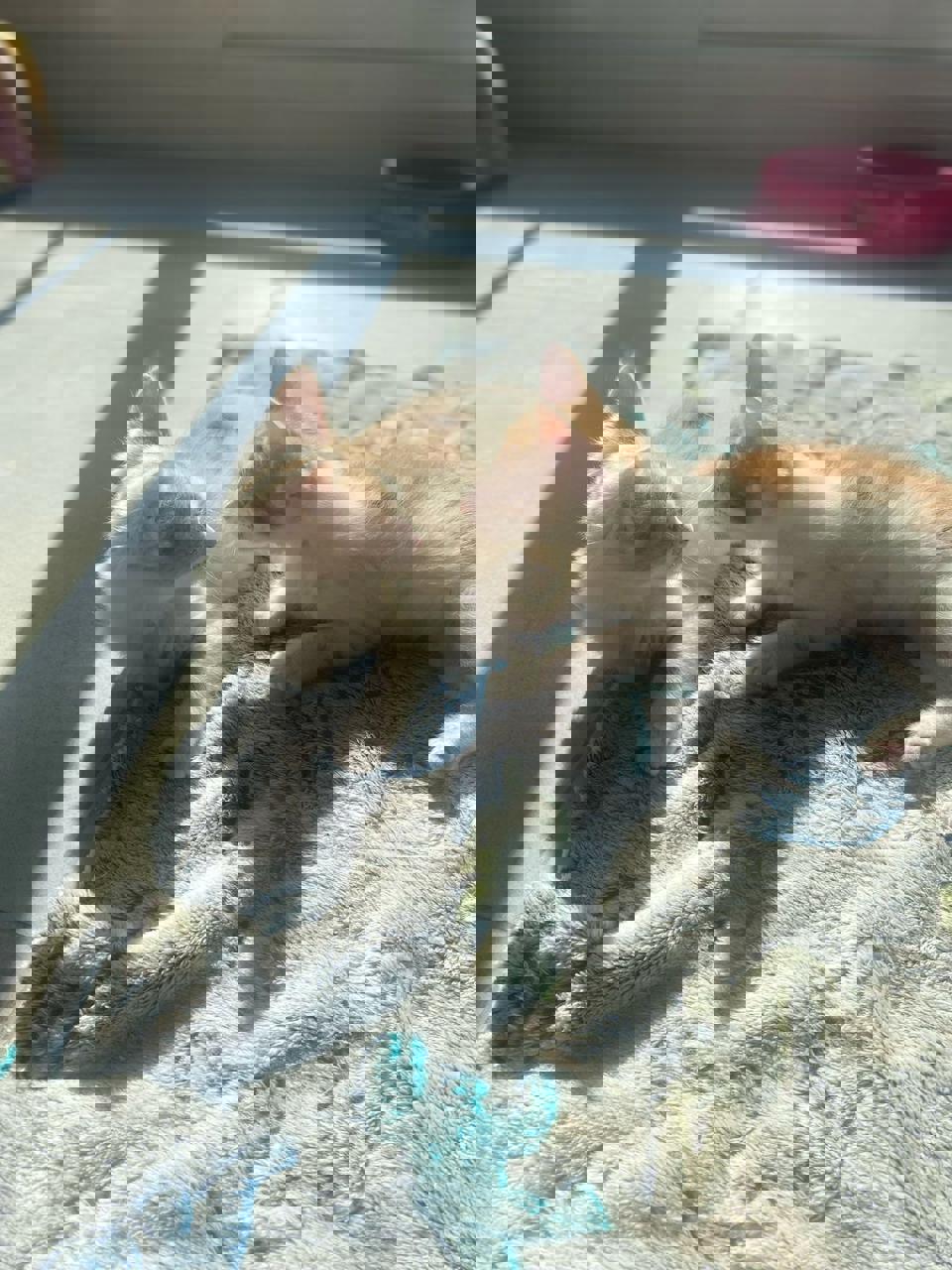 Gato LIMA Y LIMÓN  en adopción