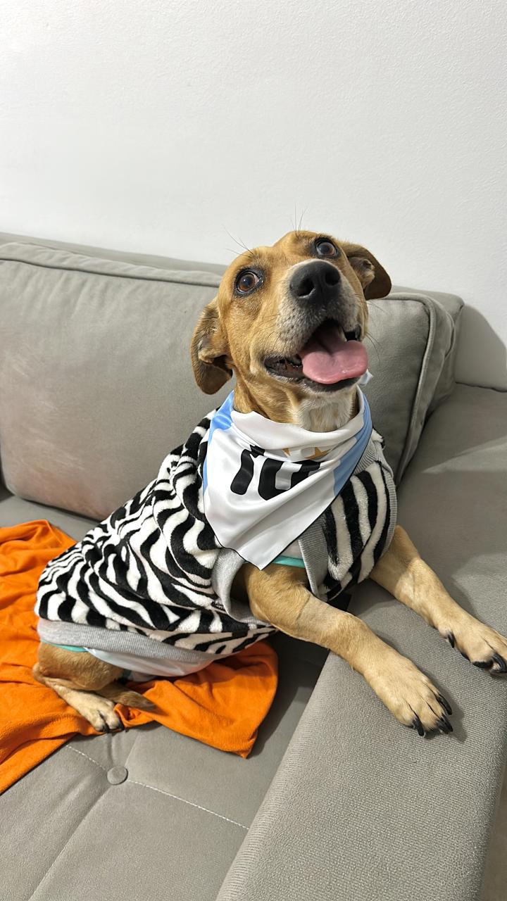 Perro Canela  en adopción