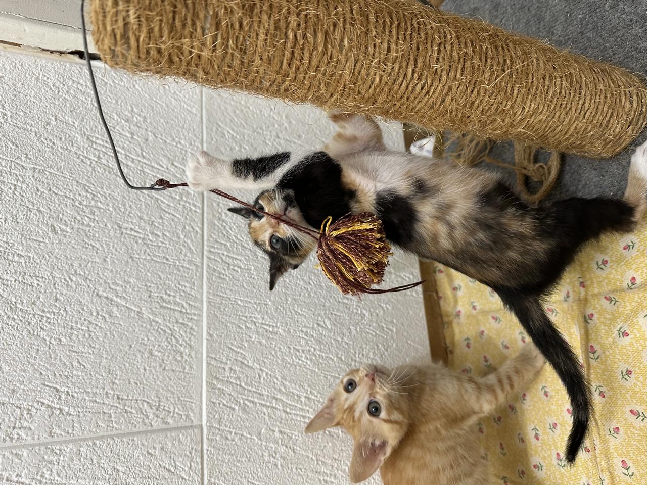 Gato Once  en adopción