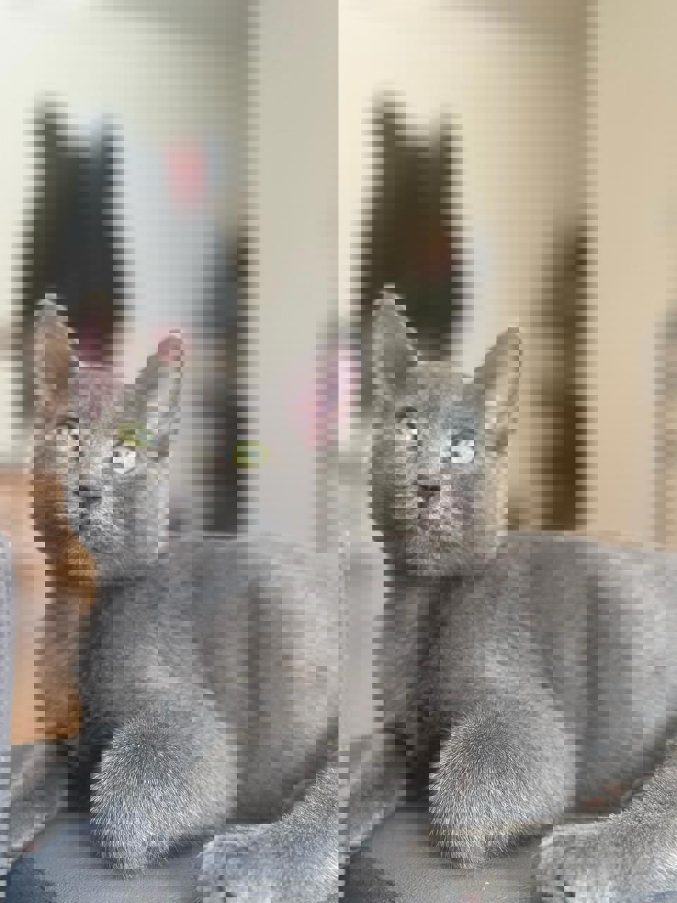 Gato Pancito en adopción