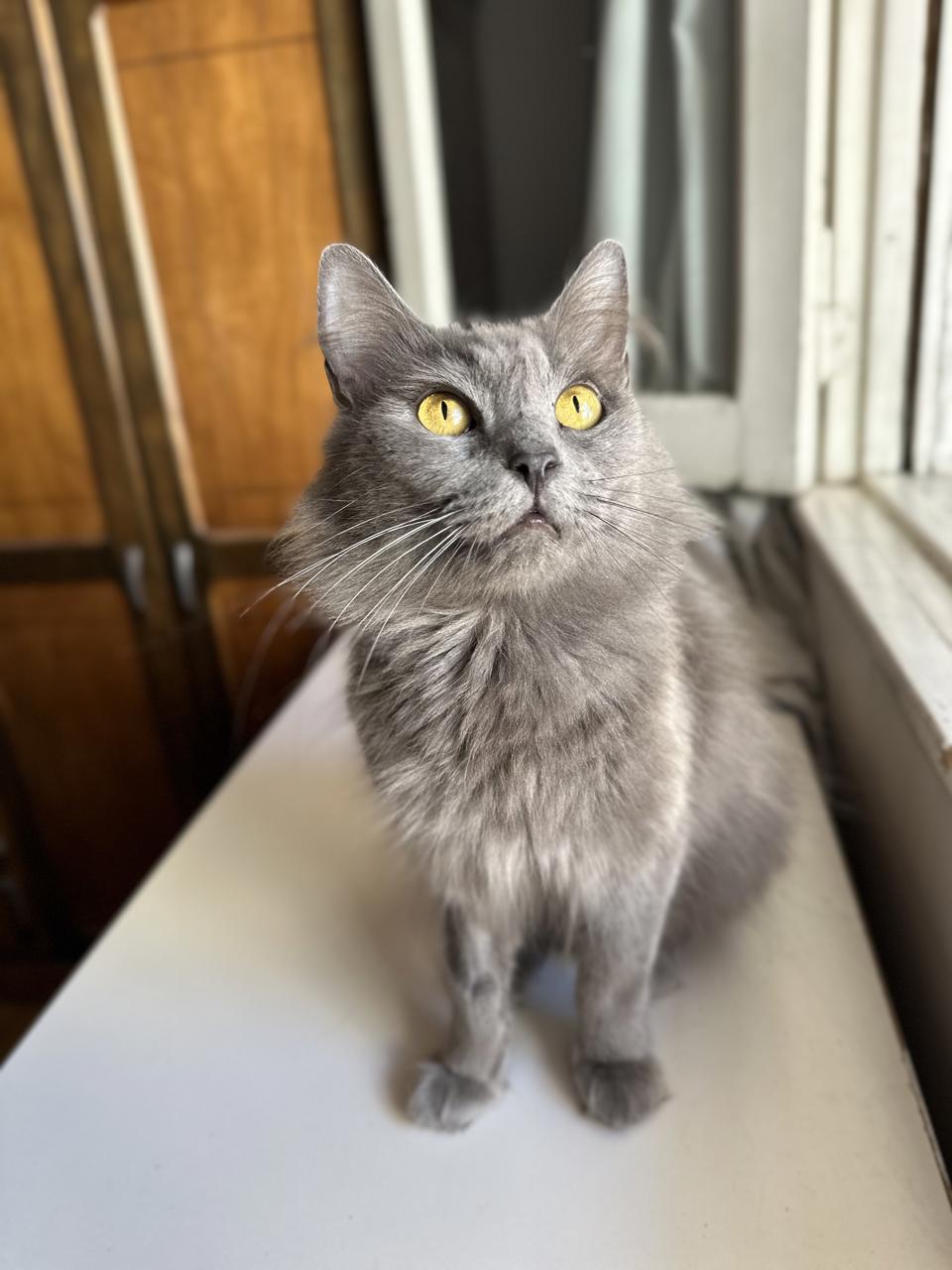 Gato Grey en adopción