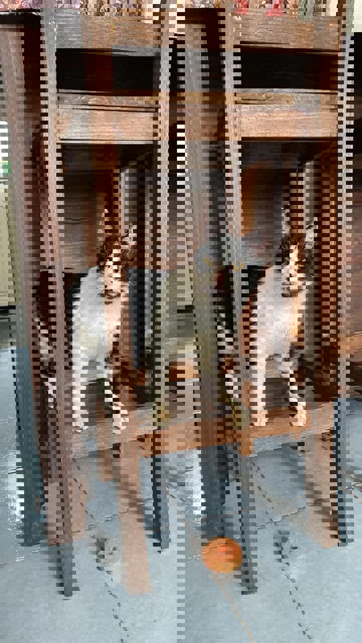 Gato SONRISA en adopción