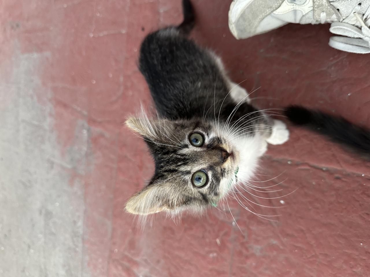 Gato MOROS en adopción