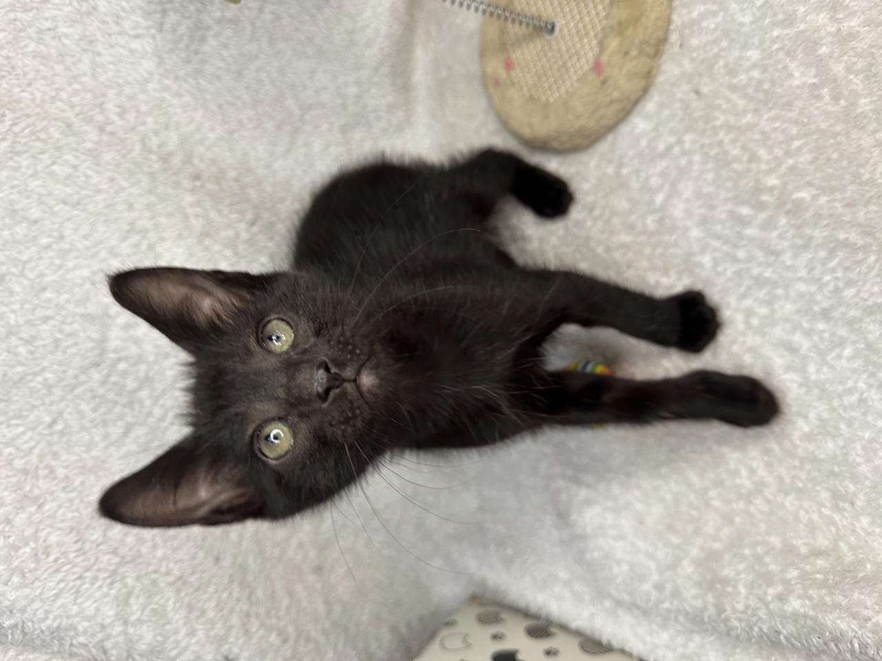 Gato BURKE en adopción