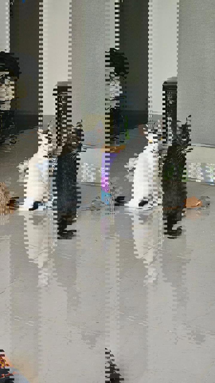 Gato Nala y Gamoro en adopción