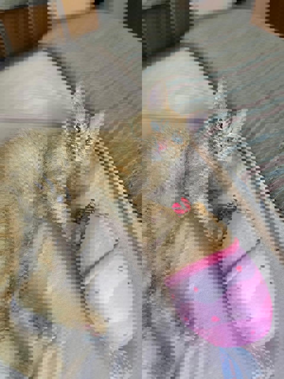 Gato CURRY en adopción