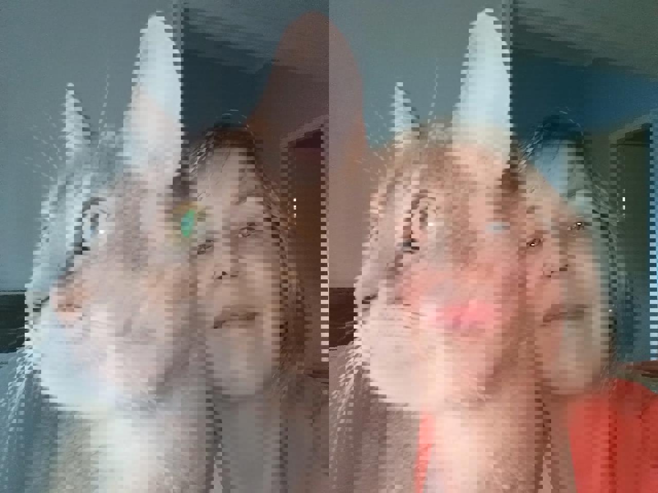 Gato Preta  en adopción