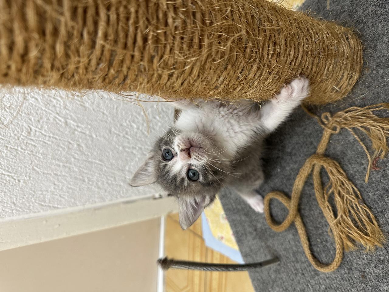 Gato Vecna  en adopción