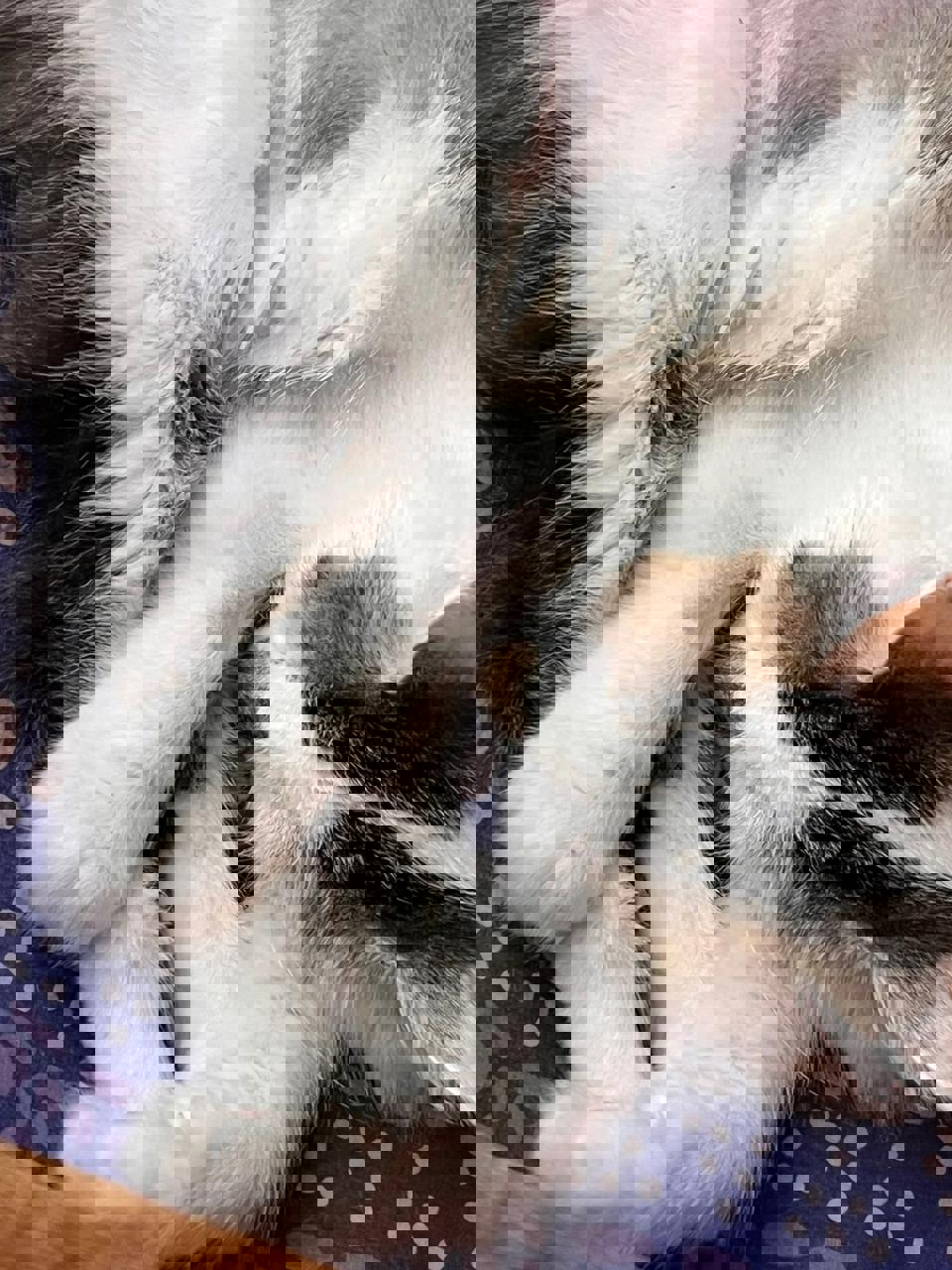 Gato TASHA  en adopción