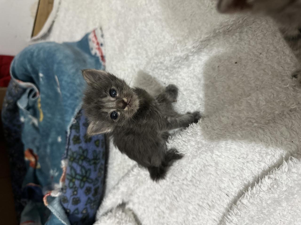 Gato TUK  en adopción