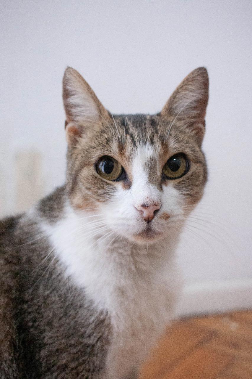 Gato MIMI en adopción