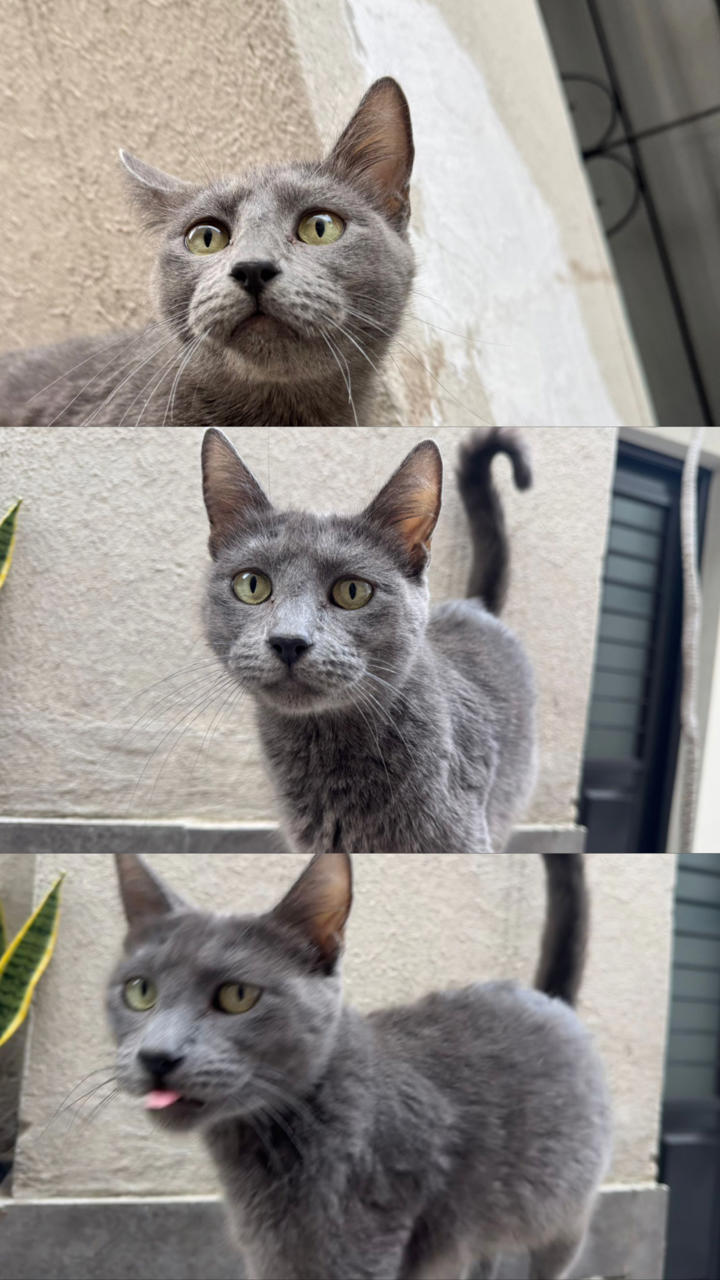 Gato Wanda en adopción