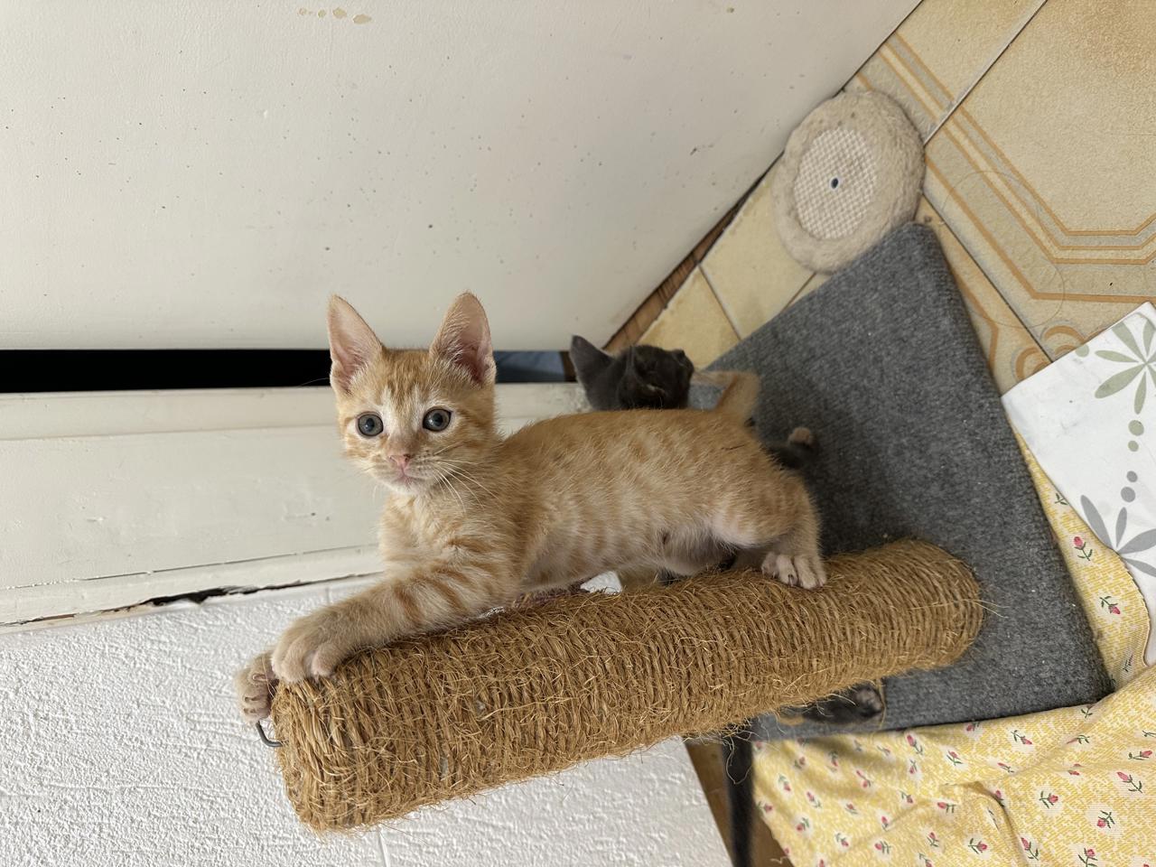 Gato Max  en adopción