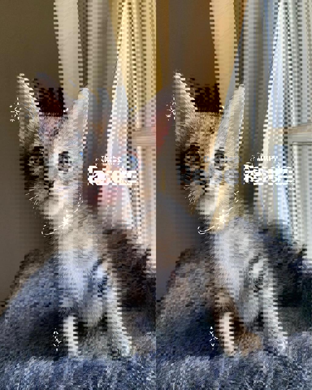 Gato Rebeka en adopción