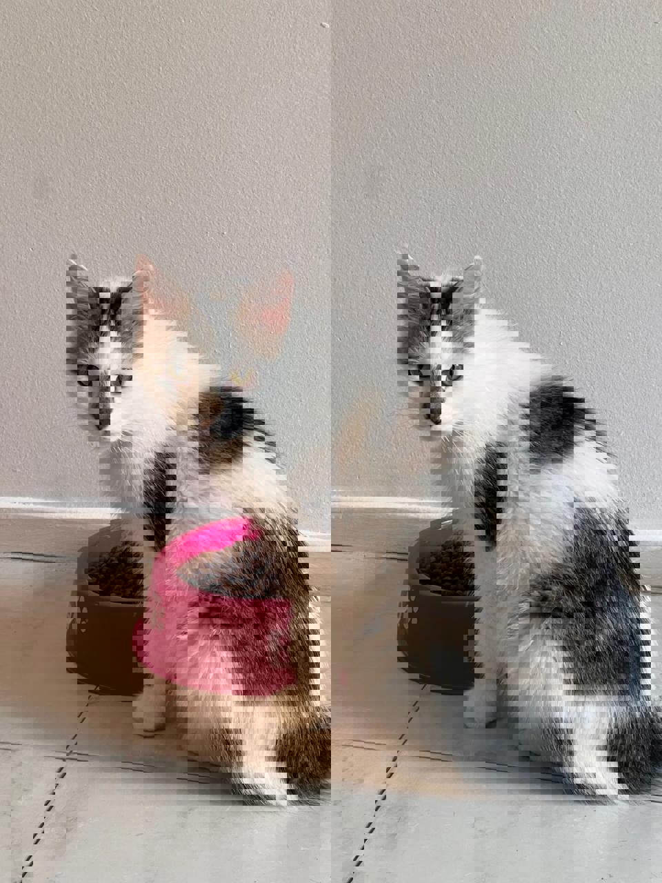 Gato TASHA  en adopción