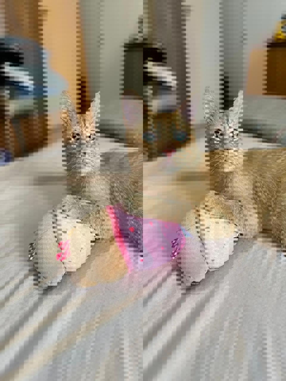 Gato CURRY en adopción