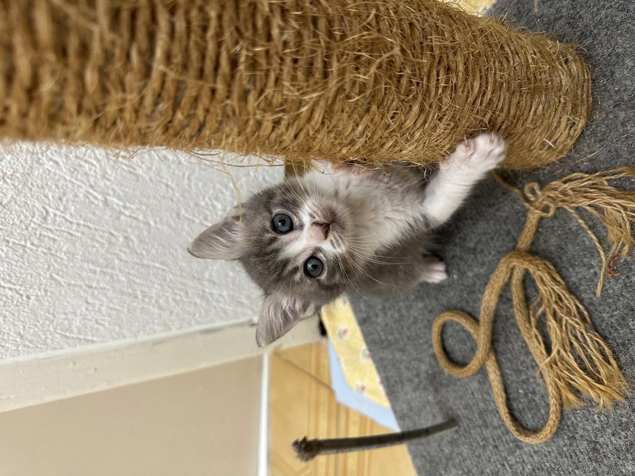 Gato Vecna  en adopción