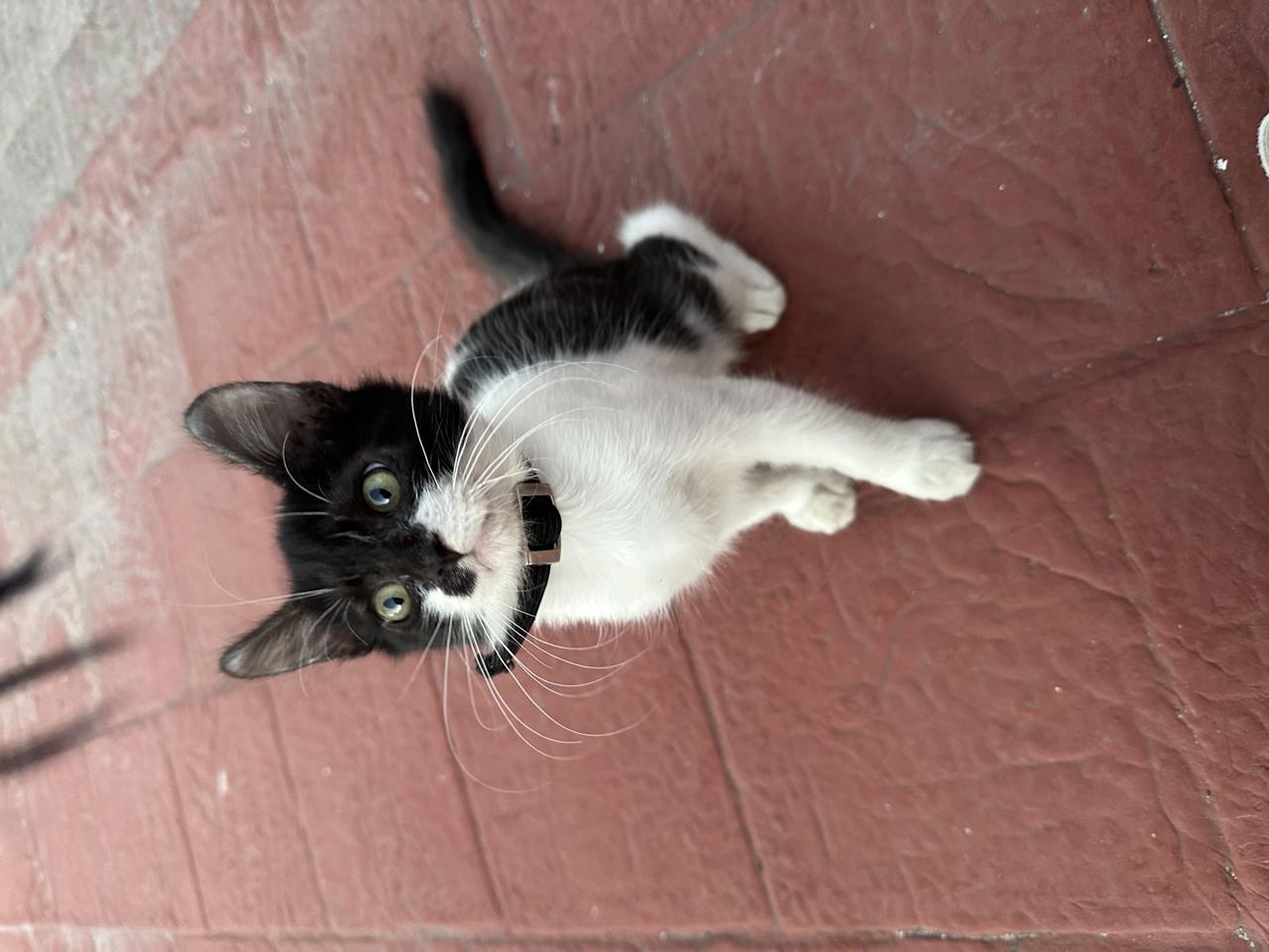 Gato HEMERA  en adopción