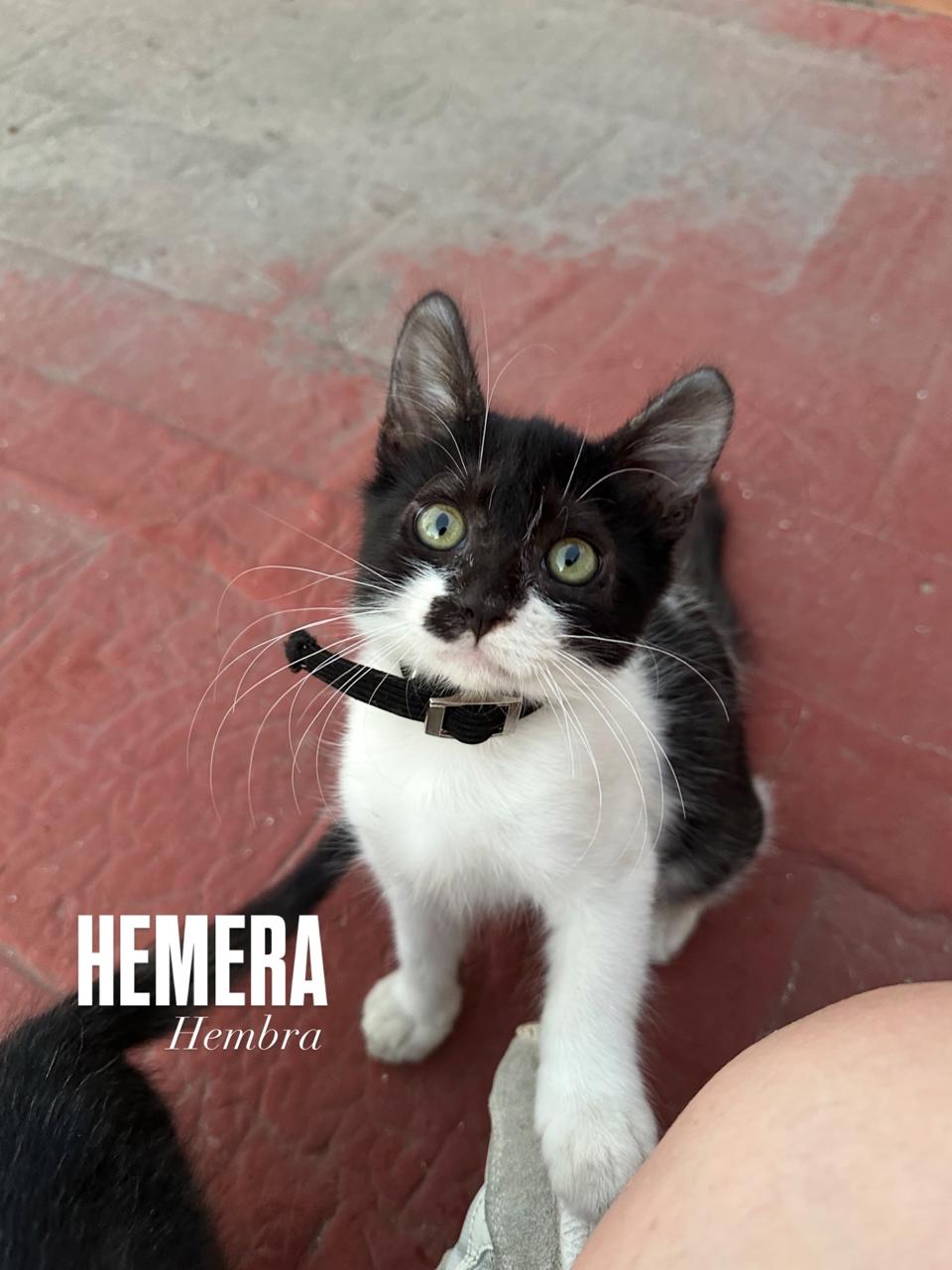 Gato HEMERA  en adopción