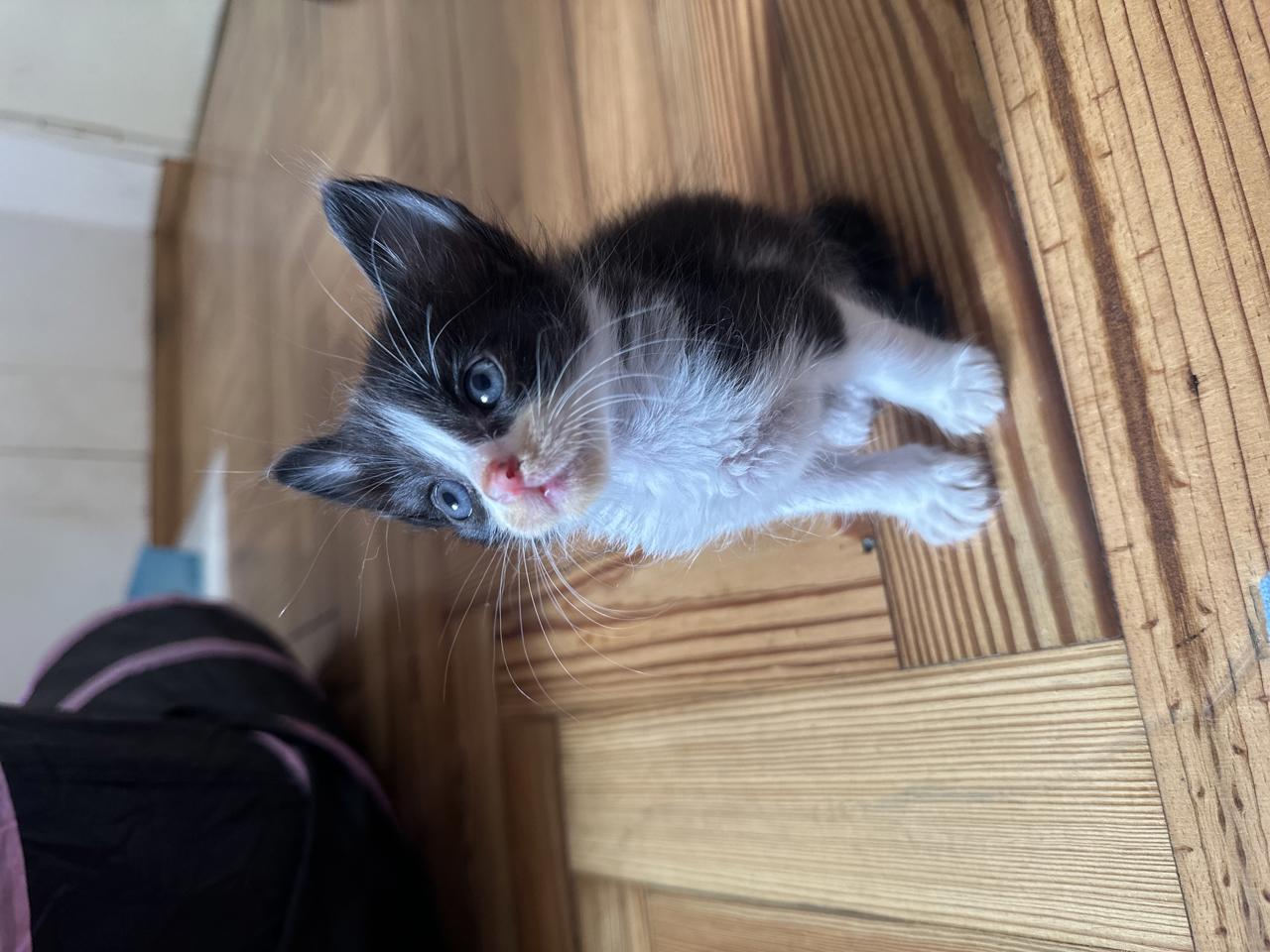 Gato LOAK  en adopción