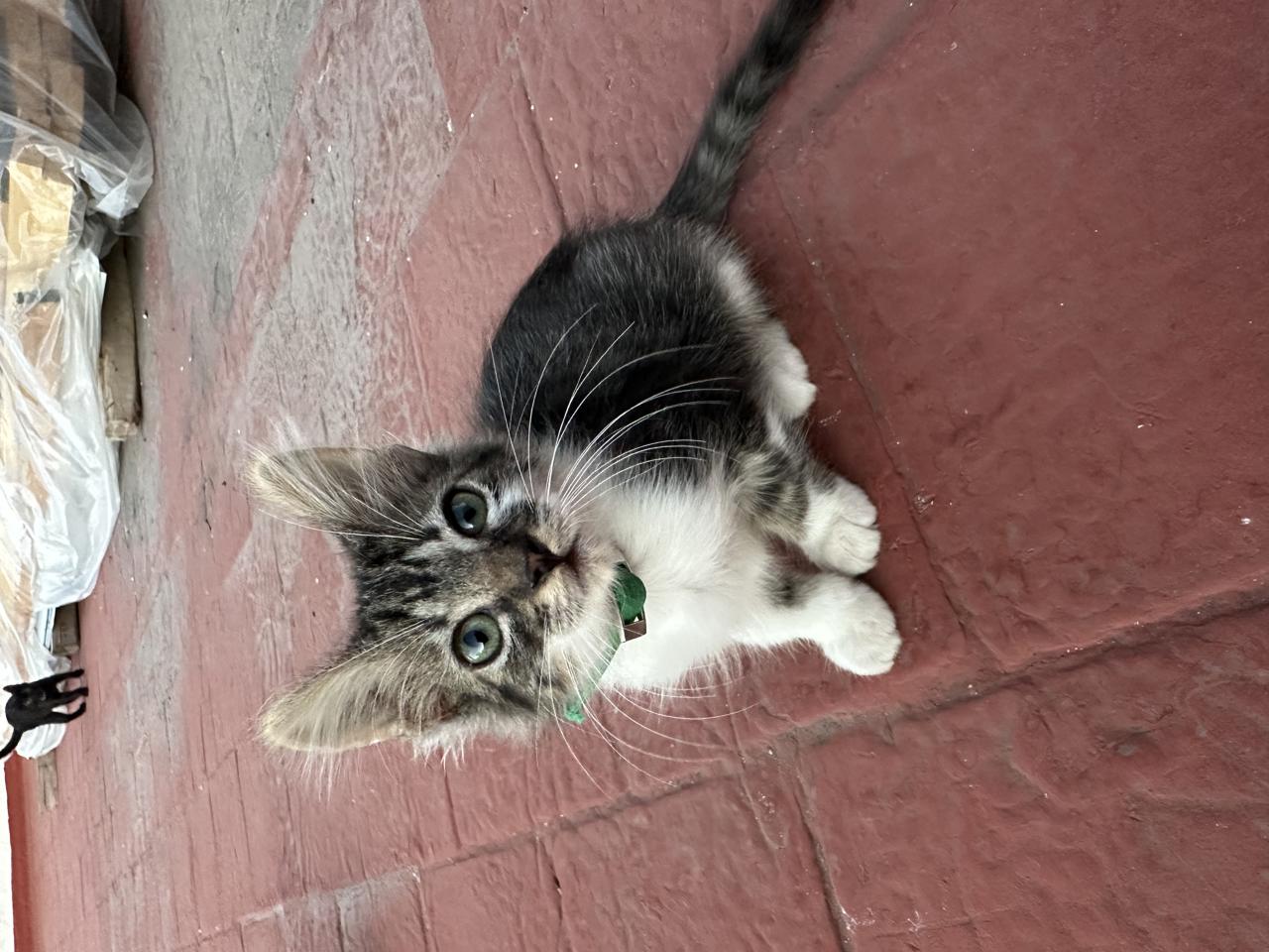 Gato MOROS en adopción