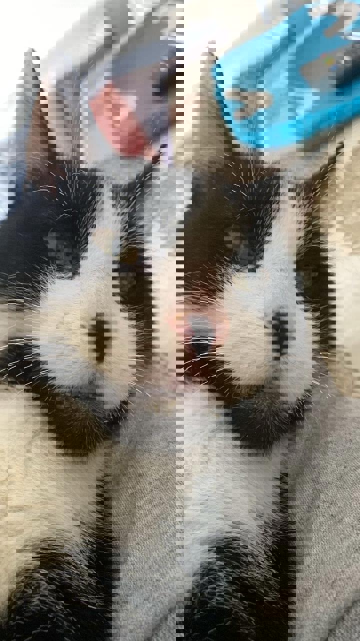 Gato SONRISA en adopción