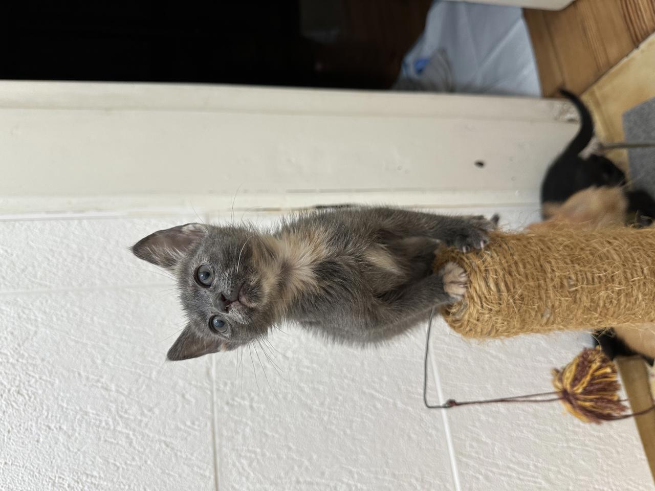 Gato Nancy  en adopción