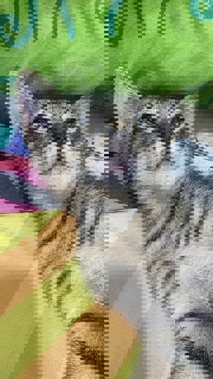 Gato KIWI en adopción