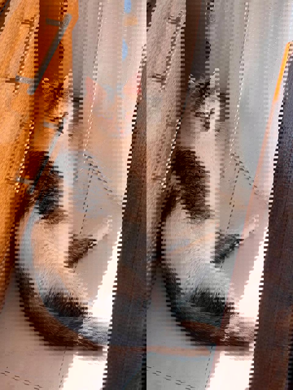 Gato TASHA  en adopción