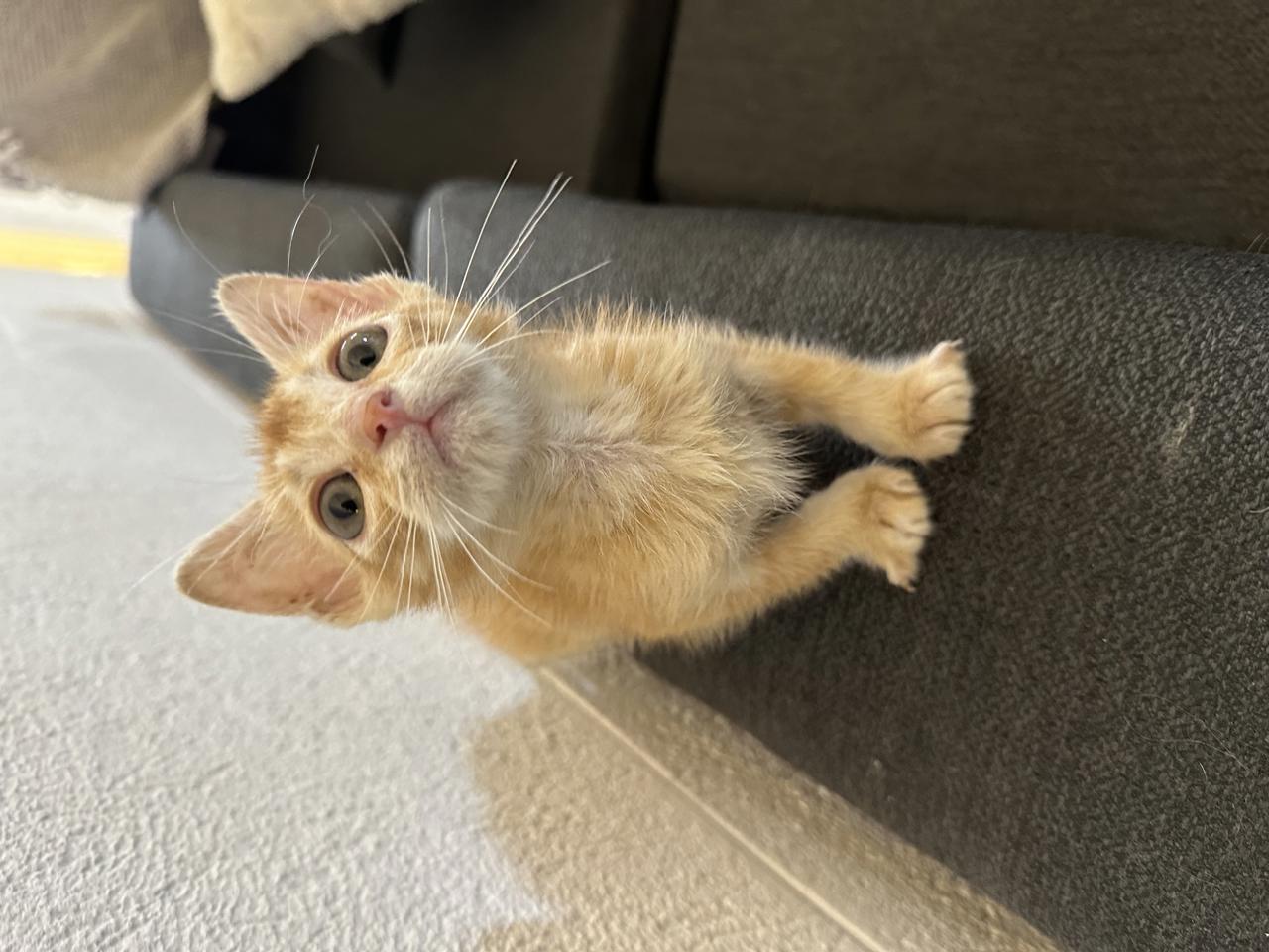 Gato Kinoto en adopción