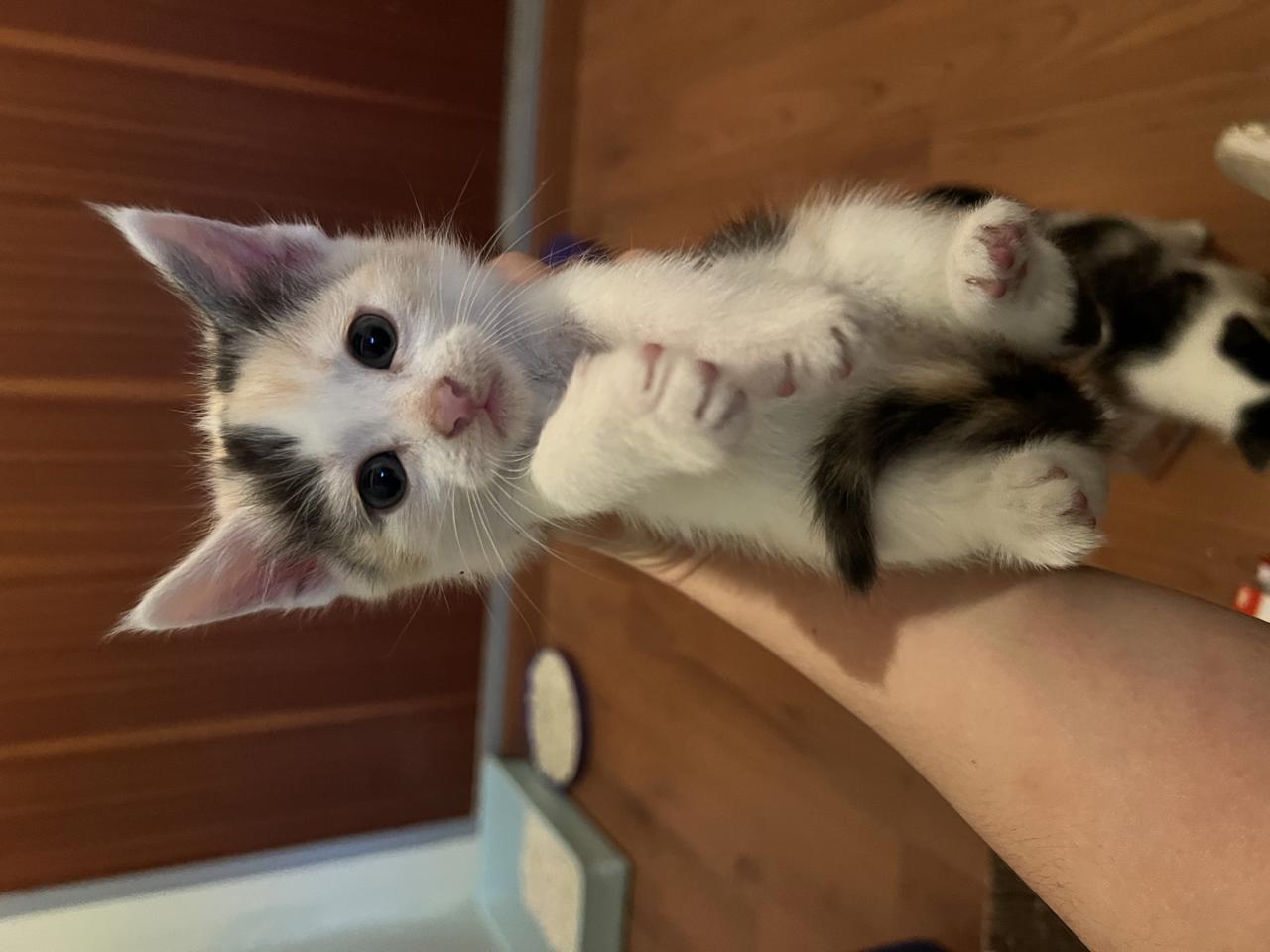 Gato MELINA en adopción