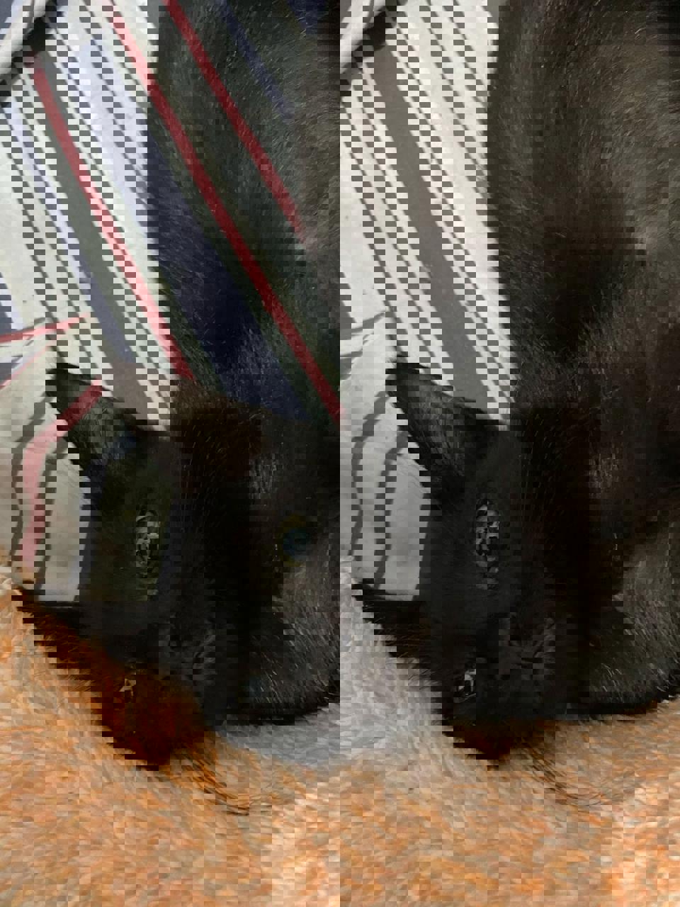 Gato PATO Y CUTY en adopción