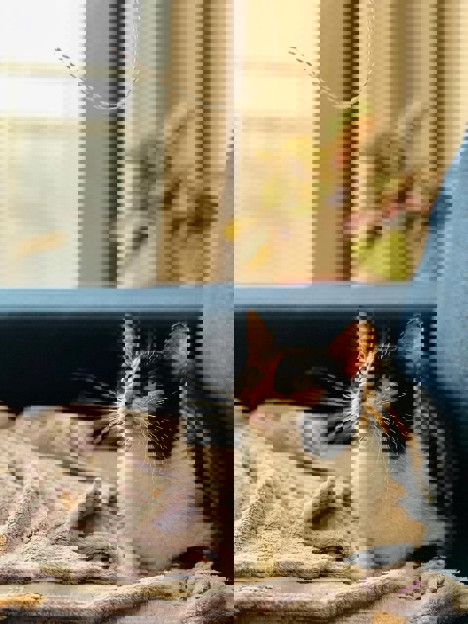 Gato Luna en adopción