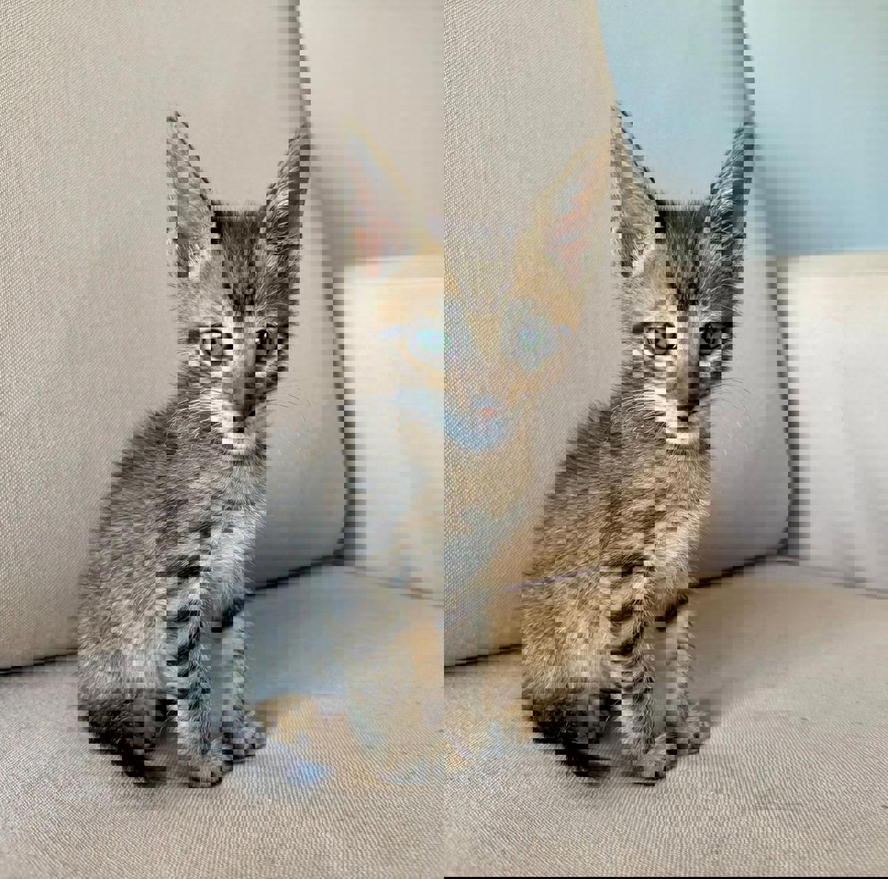 Gato DAEMON en adopción