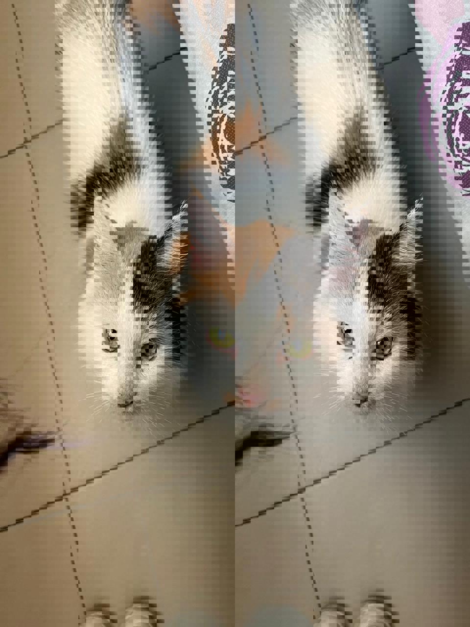 Gato 🍯 MIEL en adopción