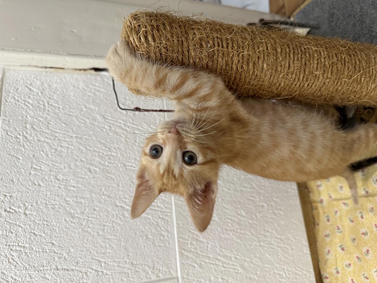 Gato Max  en adopción