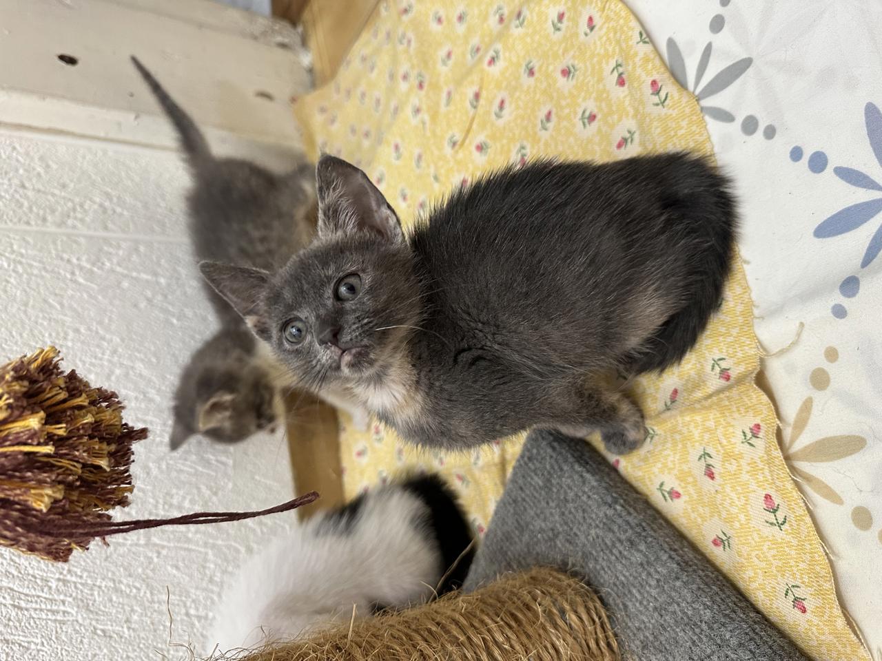 Gato Nancy  en adopción